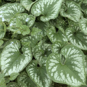 Brunnera 'Emerald Mist'