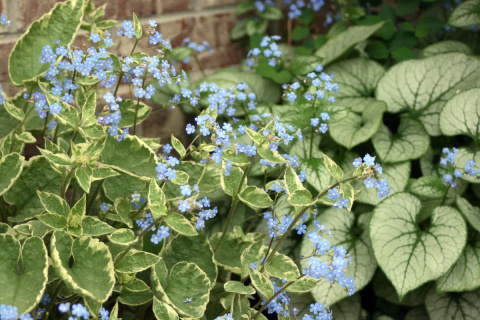 Brunnera 'Hadspen Cream'