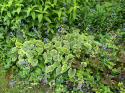 Brunnera 'Hadspen Cream'