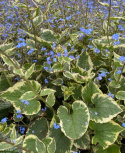 Brunnera 'Hadspen Cream'