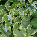 Brunnera 'Hadspen Cream'