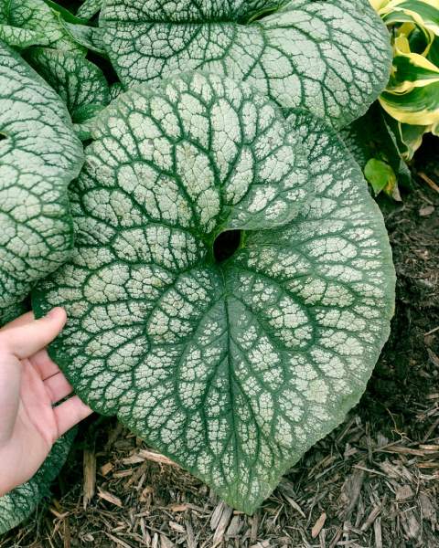 Brunnera 'Jack of Diamond's'