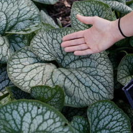 Brunnera 'Jack of Diamond's'