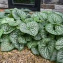 Brunnera 'Jack of Diamond's'