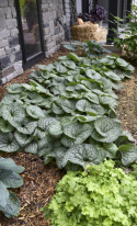 Brunnera 'Jack of Diamond's'