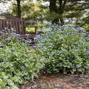 Brunnera 'Jack of Diamond's'