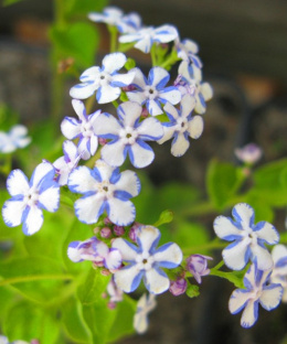 Brunnera 'Jennifer'