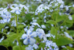 Brunnera 'Jennifer' (p9)