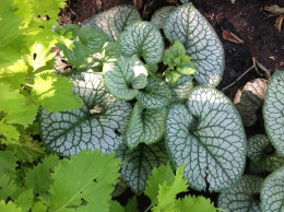 Brunnera 'Sea Heart' (p9)