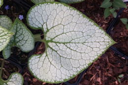 Brunnera 'Sea Heart'