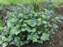 Brunnera 'Sea Heart'