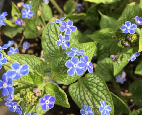 Brunnera 'Silver Star' (p9)