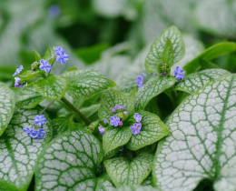 Brunnera 'Silver Star' (p9)