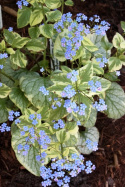 Brunnera 'Variegata' (p9)