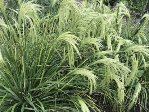 Chionochloa Flavicans ‘Taupo Lights’