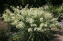 Chionochloa Flavicans ‘Taupo Lights’