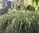 Chionochloa Flavicans ‘Taupo Lights’