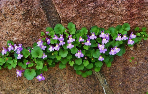 Cymbalaria murowa- Cymbalaria muralis