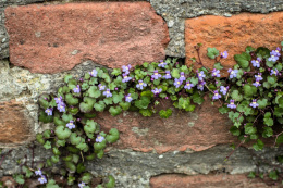 Cymbalaria murowa- Cymbalaria muralis