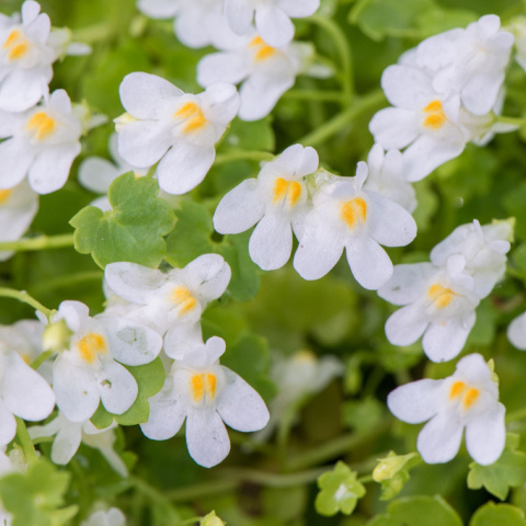 Cymbalaria pallida 'Alba'