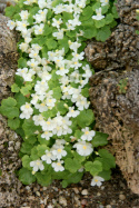 Cymbalaria pallida 'Alba'