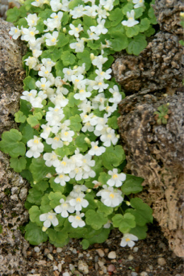 Cymbalaria pallida 'Alba'