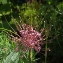 Czosnek szuberta- Allium schubertii (p9)