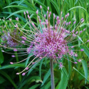 Czosnek szuberta- Allium schubertii (p9)