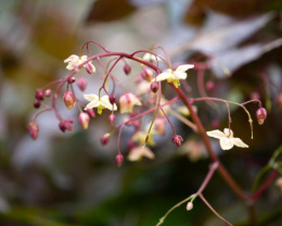 Epimedium 'Black Sea' (p9)