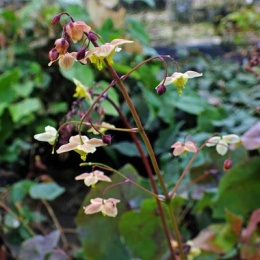 Epimedium 'Black Sea' (p9)