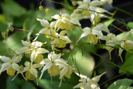 Epimedium 'Flowers of Sulphur'