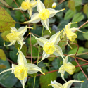 Epimedium 'Flowers of Sulphur'