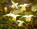 Epimedium 'Flowers of Sulphur'