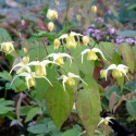 Epimedium 'Flowers of Sulphur' (p9)