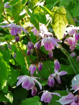 Epimedium 'Sasaki' (L)