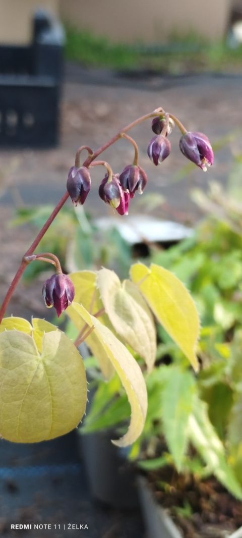 Epimedium 'Shiho' (p9)