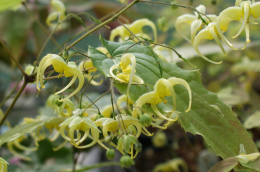 Epimedium 'Spine Tingler' (p9)