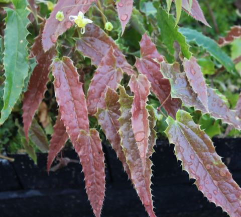 Epimedium 'Spine Tingler' (p9)