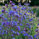 Farbownik lazurowy- Anchusa azurea 'Loddon Royalist'