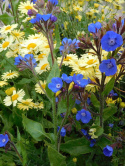 Farbownik lazurowy- Anchusa azurea 'Loddon Royalist'