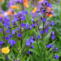 Farbownik lazurowy- Anchusa azurea 'Loddon Royalist'