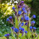 Farbownik lazurowy- Anchusa azurea 'Loddon Royalist'