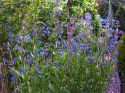 Farbownik lazurowy- Anchusa azurea 'Loddon Royalist'