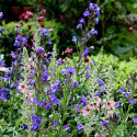 Farbownik lazurowy- Anchusa azurea 'Loddon Royalist'