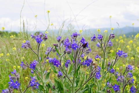 Farbownik lazurowy- Anchusa azurea 'Loddon Royalist'