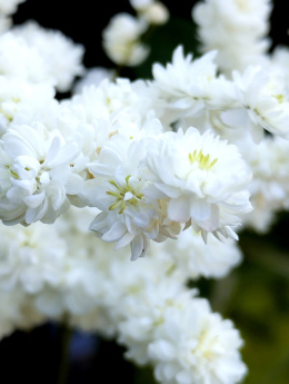 Wiązówka- Filipendula vulgaris 'Plena' (p9)