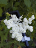 Wiązówka- Filipendula vulgaris 'Plena' (p9)