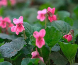 Fiołek wonny - Viola odorata 'Coeur d'Alsace'(9)