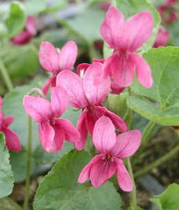 Fiołek wonny - Viola odorata 'Coeur d'Alsace'