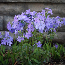 Floks kanadyjski- Phlox divaricata 'Blue Moon'